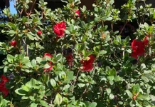 Pesona Azalea, Tanaman Semak Berbunga dengan Warna Warni Indah