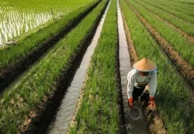 Subak Bukan Sekadar Saluran Air, tetapi Penjaga Ketahanan Pangan Bali