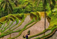 Sawah yang Hilang, Budaya yang Ikut Memudar