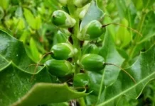Mengenal Jeruju, Buah Mangrove yang Menyimpan Rahasia Antikanker Alami