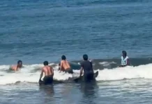Warga Berjibaku Selamatkan Paus Raksasa di Jembrana