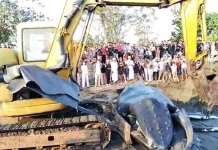 Berjuang Berjam-jam, Paus Bungkuk Terdampar di Pesisir Jembrana Mati