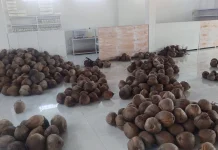 Seratus Delapan Jenis Kelapa atau Nyuh Meadan dalam Tradisi Usada Bali