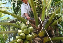 Kelapa Bali, Pohon Kehidupan yang Hampir Tak Menyisakan Limbah