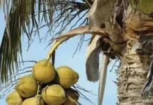 Rahasia 108 Jenis Kelapa Bali dalam Tradisi Pengobatan Leluhur