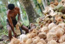 Kearifan Lokal Bertemu Inovasi, VCO Bali Menjadi Produk Bernilai Tinggi