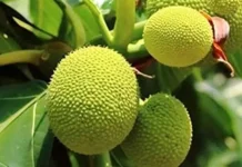Buah Timbul Kaya Nutrisi dengan Beragam Manfaat bagi Kesehatan
