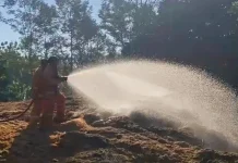 Gunakan Api Berburu Tawon, Limbah Selip Beras di Jembrana Hangus Terbakar