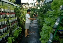 Ketahanan Pangan Berbasis Rumah Tangga Dimulai dari Pekarangan Rumah