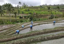 Koperasi Berbasis Subak Berpotensi Perkuat Pertanian Bali