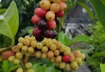 Buah Buni, "Anggur Mini" Nusantara yang Kaya Antioksidan Kini Kian Langka