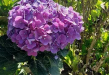 Pesona Hidrangea, Si  Bunga Pecah Seribu yang Bisa Berubah Warna