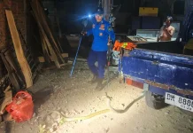 Damkar Jembrana Amankan Ular Cobra di Rumah Warga