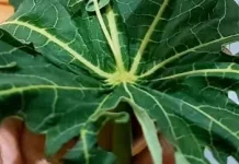 Manfaat Daun Pepaya bagi Kesehatan