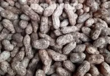 Manfaat Konsumsi Kacang Tanah bagi Kesehatan