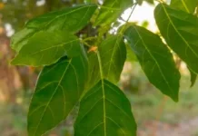 Manfaat Daun Kendal, Tanaman Lokal yang Berkhasiat bagi Kesehatan