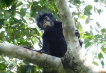 Spesies Monyet Baru Ditemukan di Kongo