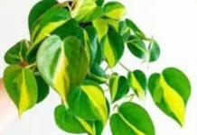 Mengenal Sirih Brasil, Si Cantik yang Tangguh untuk Penghias Ruangan
