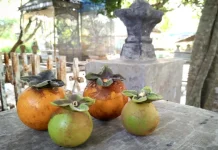 Mengintip Eksotisme Buah Klecung, Buah Hutan Tropis yang Kian Terlupakan