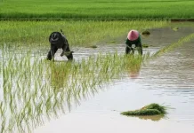 Komoditas Unggulan Daerah Perkuat Ketahanan Pangan