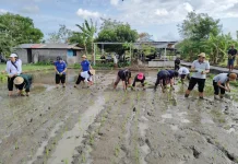 Antisipasi Kemarau, Pemkot Denpasar Laksanakan Gertam Padi Cakrabuana Agritan