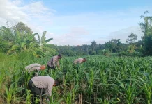 Dukung Ketahanan Pangan, Personel Polsek Banjarangkan Ikut Pemupukan Jagung