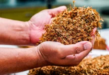 Ragam Pemanfaatan Tembakau di Luar Industri Rokok