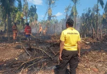Bakar Daun Kering, Lahan 1 Hektar Milik Pensiunan Guru di Jembrana Hangus