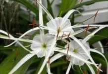 Spider Lily Putih, Si Eksotis nan Anggun yang Menjadi Pesona Taman Tropis