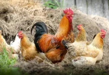 Hemat dan Berkualitas, Rahasia Olah Pakan Ternak Mandiri dari Bahan Lokal