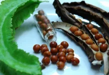 Pakan Ikan Mahal? Tanaman Lokal ini Bisa jadi Solusi