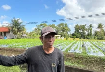 KUR BRI Berhasil Menjaga Eksistensi Petani Bunga Pacah