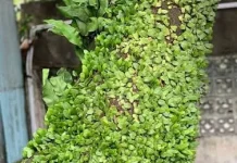Daun Sisik Naga, Tanaman Sehat Alami dan Kaya Khasiat