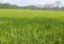 Antisipasi Kemarau, Pemkot Denpasar Tanam Padi Cakrabuana Agritan