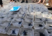 Pelepasan Tukik Jadi Daya Tarik Wisatawan di Pantai Kuta