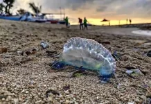 Ubur-ubur Blue Bottle Blooming di Perairan Bali, Masyarakat Diminta Waspada