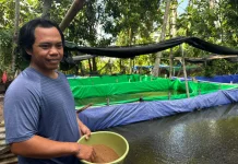 KUR BRI Dukung Pengembangan UMKM Pembibitan Lele di Bali
