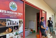 Belasan Ribu Telur Penyu Lekang Masih dalam Proses Penetasan di Pantai Kuta