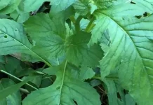 Mengenal Tanaman Sintrong, Gulma Liar Kaya Nutrisi yang Menyimpan Potensi Herbal