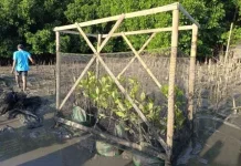 Inovasi Rumpon Pelindung Amankan Bibit Mangrove dari Sampah dan Sedimentasi
