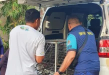 Monyet Resahkan Sekolah di Jembrana Berhasil Dievakuasi