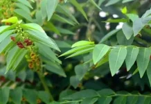 Daun Katuk Kaya Nutrisi Dukung Kesehatan Keluarga