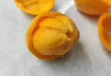 Menelusuri Buah Badung, Tanaman Lokal yang Terlupakan di Tanah Sendiri