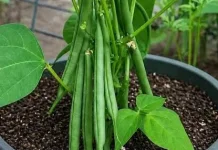 Panen Sayur dari Teras, Panduan Praktis Menanam Buncis dalam Pot untuk Pemula