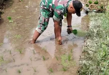 Babinsa Wongaya Gede Perkuat Ketahanan Pangan dengan Penanaman Padi Lokal