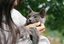 Memelihara Kucing Bantu Menjaga Kesehatan Mental