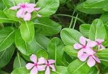 Cantik di Taman, Ampuh di Ramuan Estetiknya Tapak Dara
