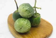Terong Gelatik, Si Kecil HIjau yang Kaya Manfaat