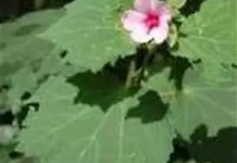 Stop Cabut,Ternyata Akar dan Daun Pulutan di Pekarangan adalah Emas Hijau