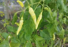 Semua Tentang Daun Cabe dari Kebun Sampai ke Piring